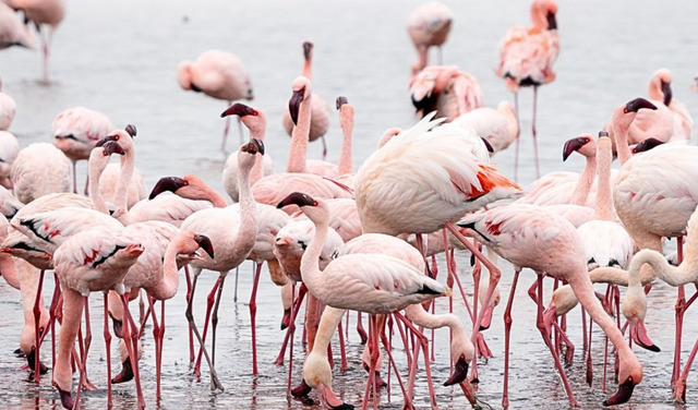 flamingosi-5851-fi