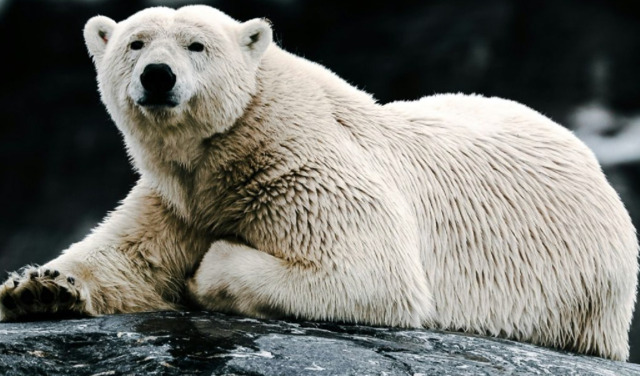 polarni-5067-fi