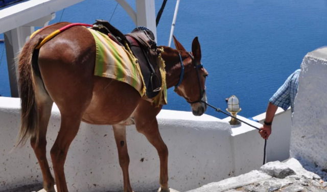 santorini-5377-fi